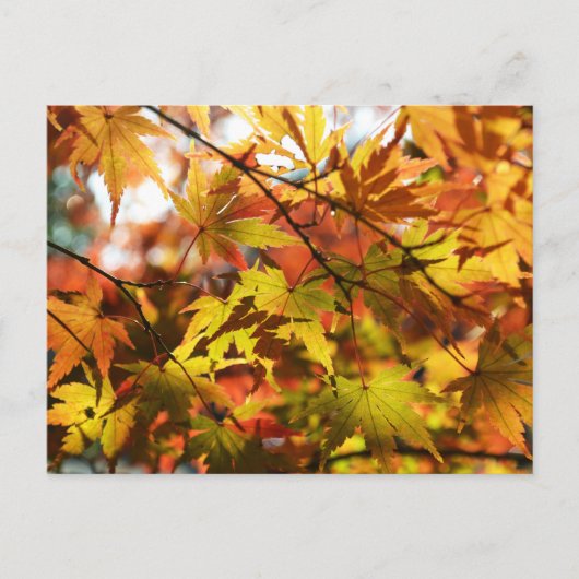 紅葉:東京 ポストカード (正面)