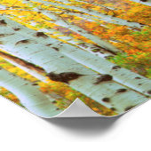 紅葉《植物》アスペン木1 ポスター (角)