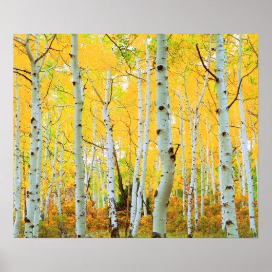 紅葉《植物》アスペン木1 ポスター (正面)