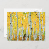 紅葉《植物》アスペン木1 ポストカード (正面/裏面)