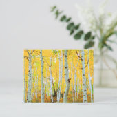 紅葉《植物》アスペン木1 ポストカード (スタンド正面)