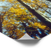 紅葉《植物》アスペン木2 ポスター (角)