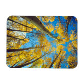 紅葉《植物》アスペン木2 マグネット (横)