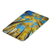 紅葉《植物》アスペン木2 マグネット (左側)