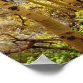 紅葉《植物》アスペン木3 ポスター (角)