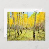 紅葉《植物》アスペン木4 ポストカード (正面/裏面)