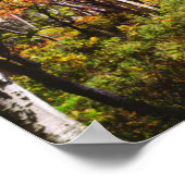 紅葉《植物》アスペン木5 ポスター (角)