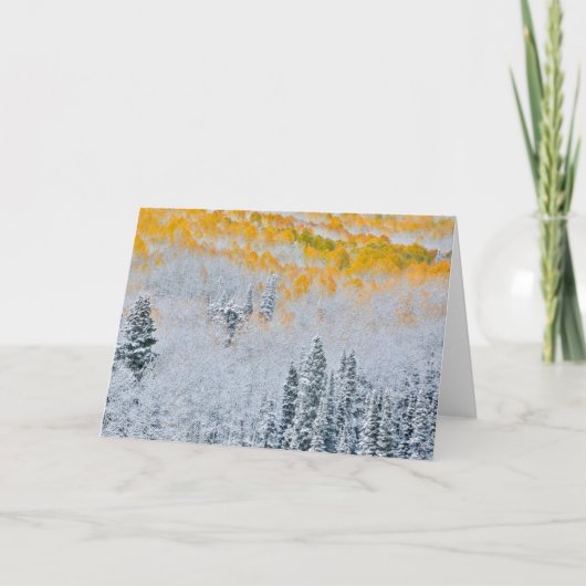 紅葉《植物》アスペン |コロラド州,ロッキー山脈 カード (正面)