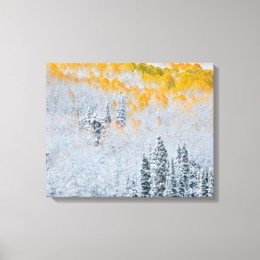 紅葉《植物》アスペン |コロラド州,ロッキー山脈 キャンバスプリント (正面)