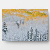 紅葉《植物》アスペン |コロラド州，ロッキー山脈 フォトプラーク (正面)