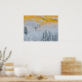 紅葉《植物》アスペン |コロラド州,ロッキー山脈 ポスター (キッチン)