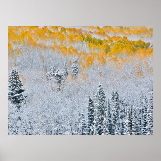 紅葉《植物》アスペン |コロラド州,ロッキー山脈 ポスター (正面)