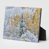 紅葉《植物》アスペン&スノーキーブラー峠 フォトプラーク (側面)