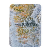 紅葉《植物》アスペン&スノーキーブラー峠 マグネット (縦)