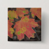 紅葉 缶バッジ (正面)
