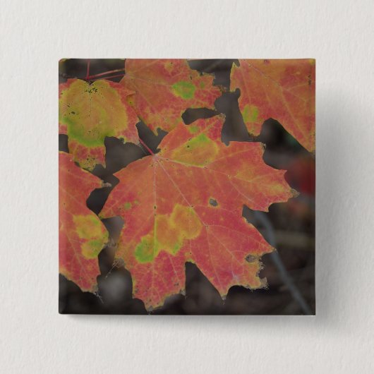 紅葉 缶バッジ (正面)
