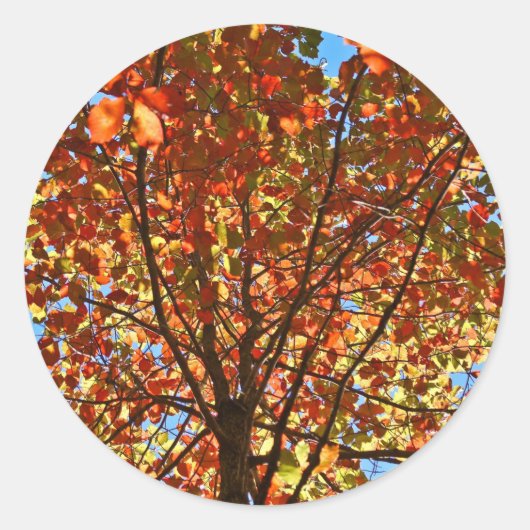 紅葉 花火 ラウンドシール (正面)