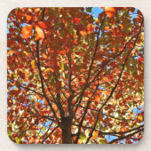 紅葉Fireworks コースター (正面)