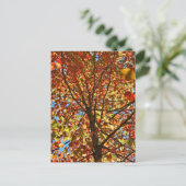 紅葉Fireworks ポストカード (スタンド正面)