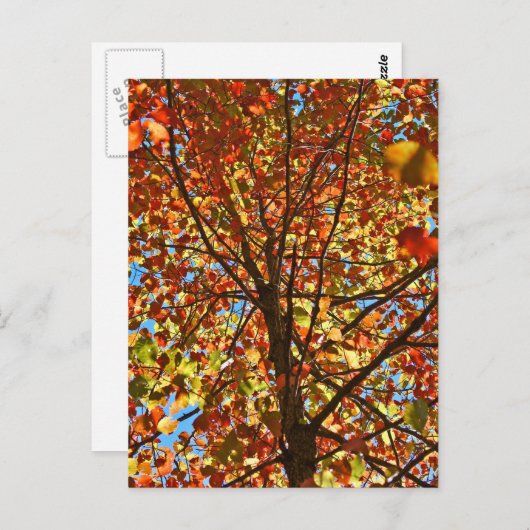 紅葉Fireworks ポストカード (正面/裏面)