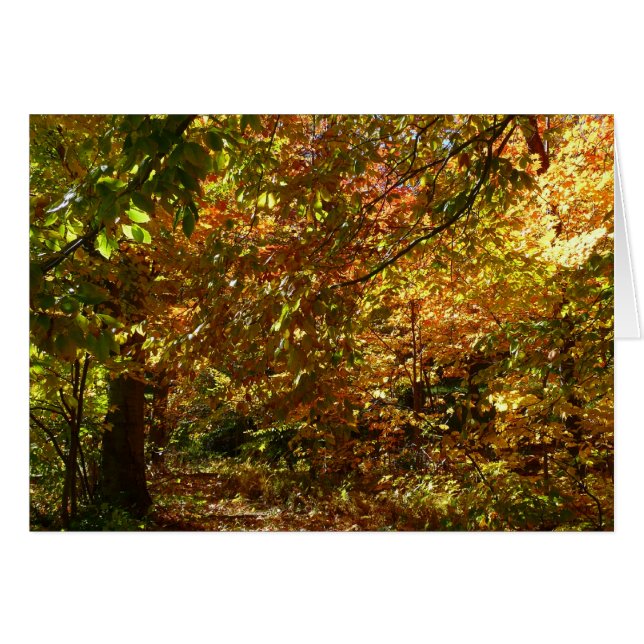 紅葉II黄秋撮影の天蓋 (正面横)