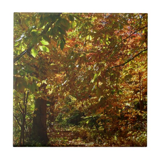 紅葉II黄秋撮影の天蓋 タイル (正面)