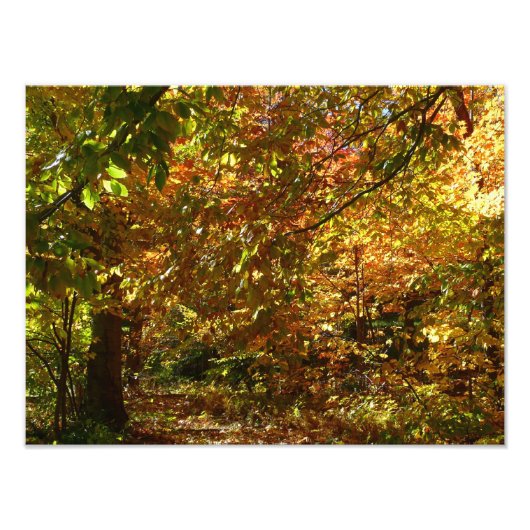 紅葉II黄秋撮影の天蓋 フォトプリント            (正面)