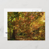 紅葉II黄秋撮影の天蓋 ポストカード (正面/裏面)
