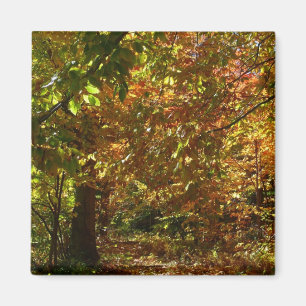 紅葉II黄秋撮影の天蓋 マグネット