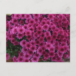 紅葉Oak Park Il. ポストカード