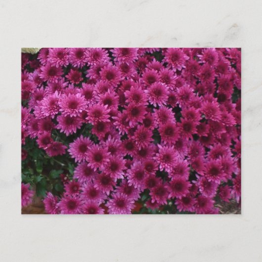 紅葉Oak Park Il. ポストカード (正面)