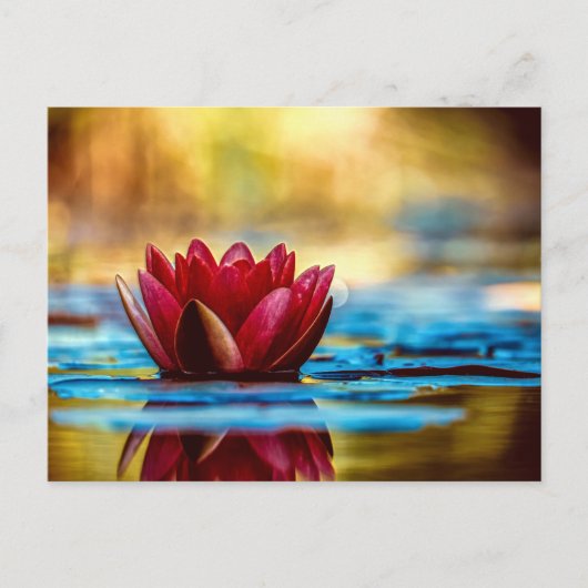 紅蓮の水百合花 ポストカード (正面)