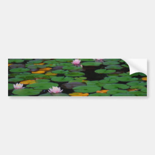 紅蓮の睡蓮の花池 バンパーステッカー