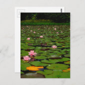 紅蓮の睡蓮の花池 ポストカード (正面/裏面)