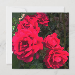 紅薔薇の花 サンキューカード