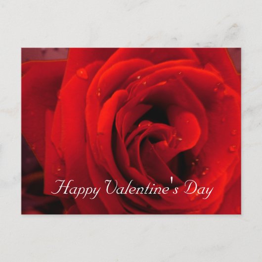 紅薔薇の花 シーズンポストカード (正面)