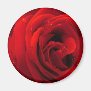 紅薔薇の花 マグネット