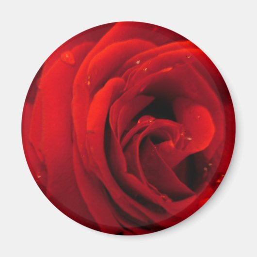 紅薔薇の花 マグネット (正面)