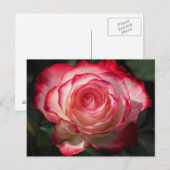 紅薔薇 ポストカード (正面/裏面)
