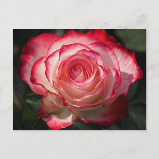 紅薔薇 ポストカード (正面)