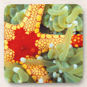 紅黄海の星 コースター (正面)