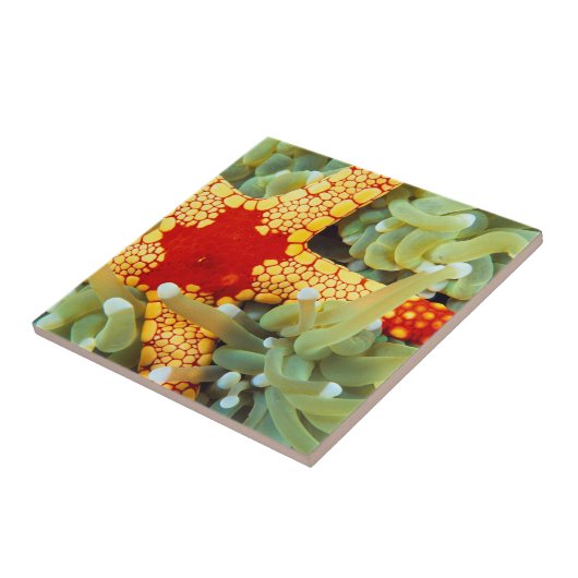 紅黄海の星 タイル (側面)