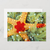 紅黄海の星 ポストカード (正面/裏面)