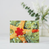 紅黄海の星 ポストカード (スタンド正面)