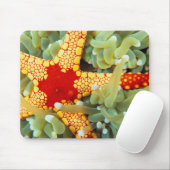 紅黄海の星 マウスパッド (マウス)