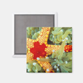 紅黄海の星 マグネット (正面/裏面)