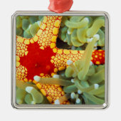 紅黄海の星 メタルオーナメント (正面)