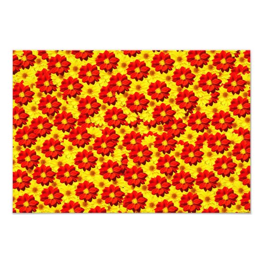 紅黄色の紅花 フォトプリント            (正面)