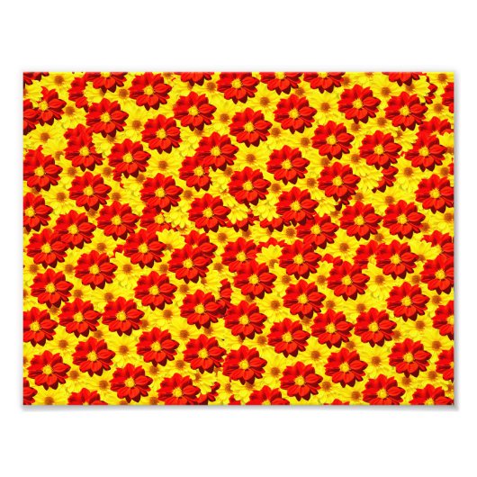 紅黄色の紅花 フォトプリント            (正面)