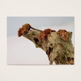 紋付のゲッコス3個